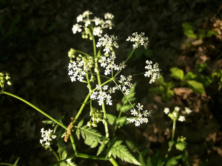 White flowers on sun