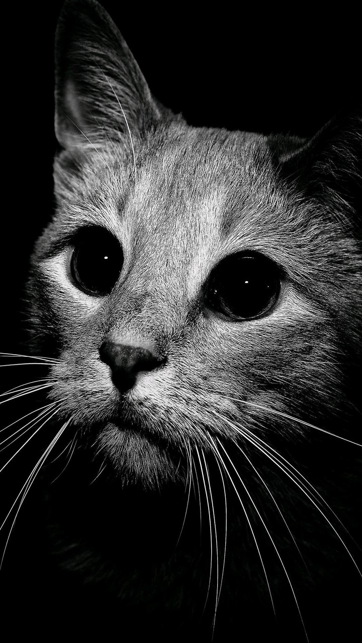 #cat