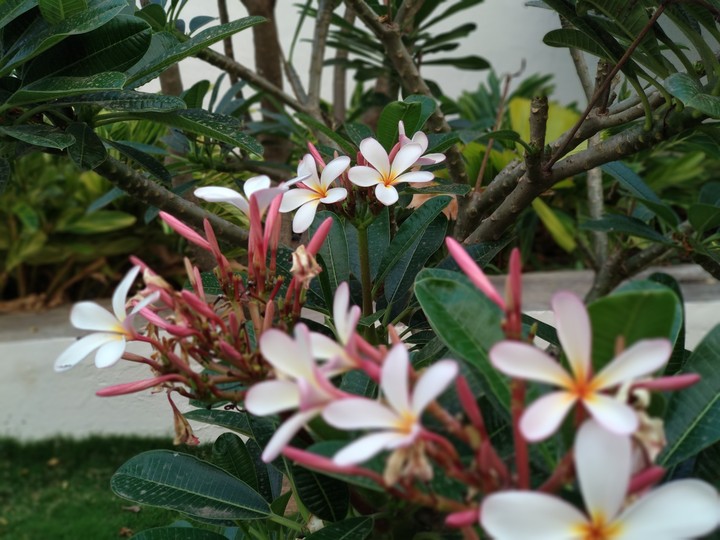 Flowerslove #nofilter