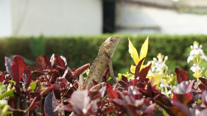 Chameleon