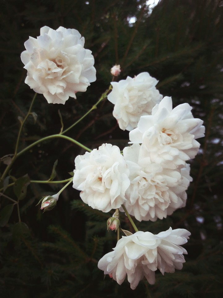 rose