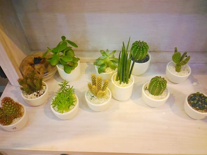 mini potted ornamental plants
