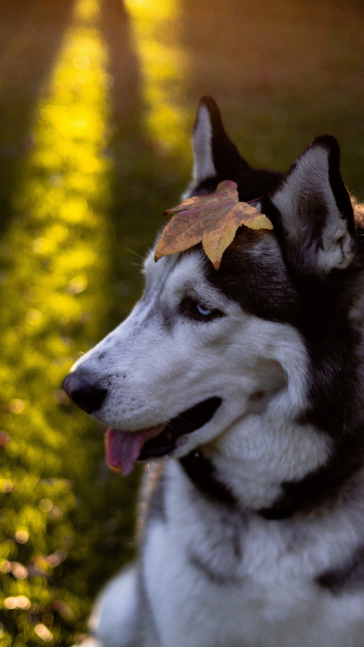 Husky