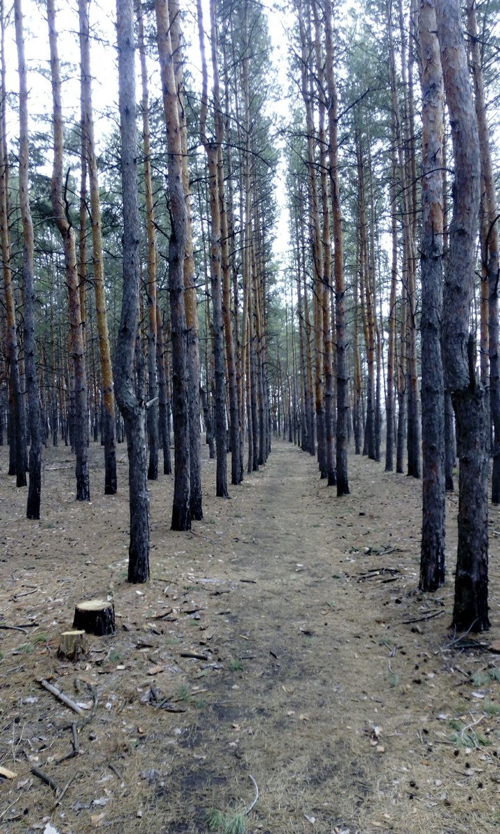 лес