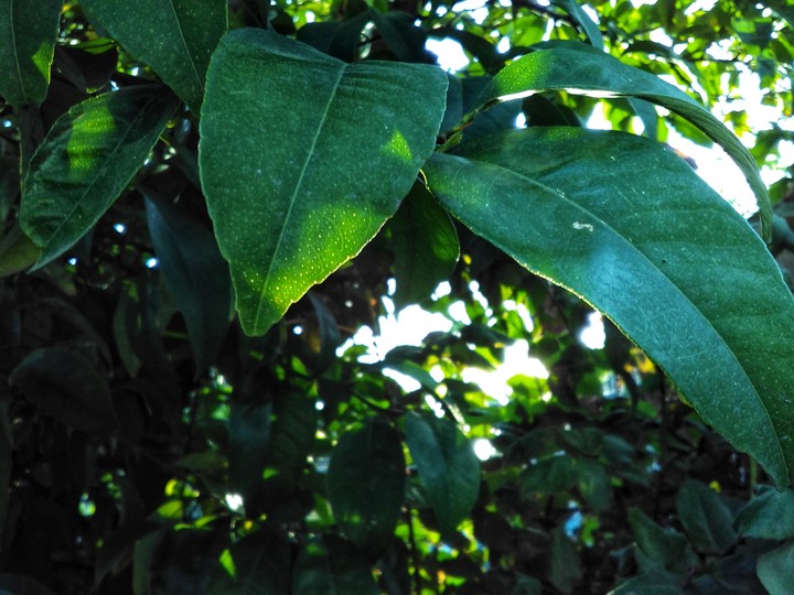 Lush Greenery