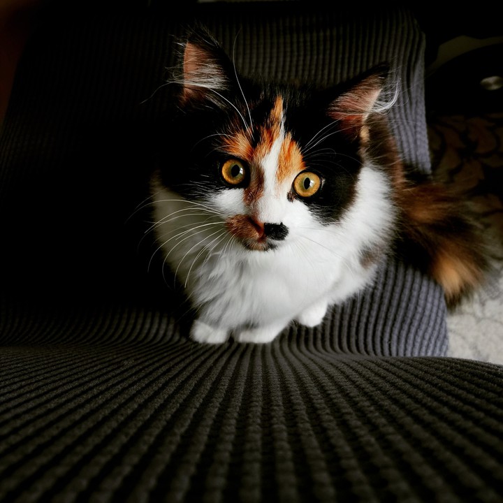 кошка