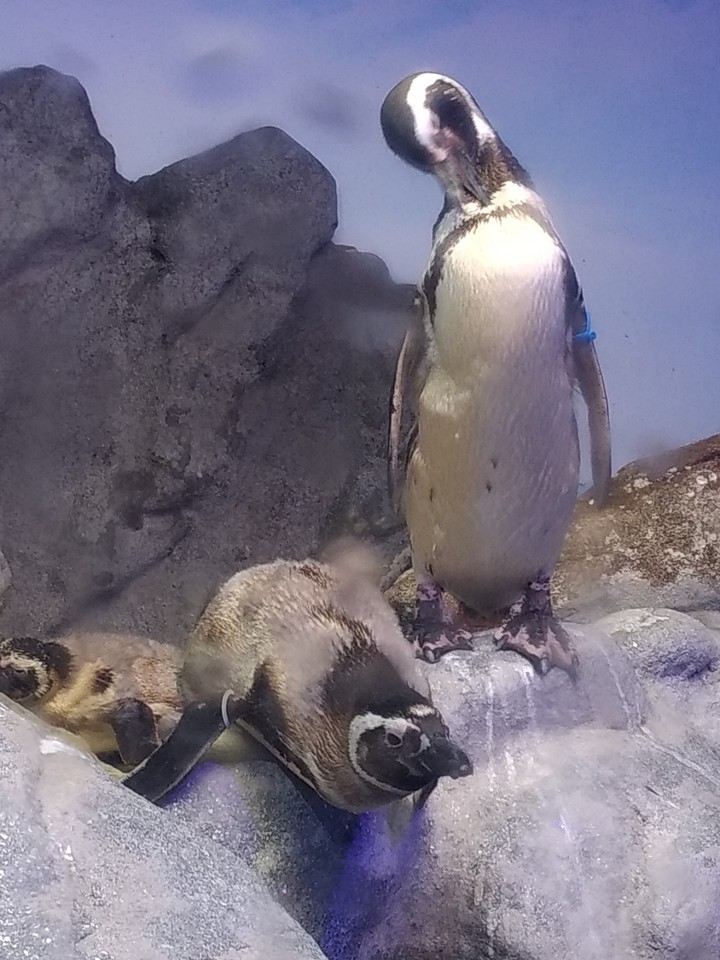 pinguim