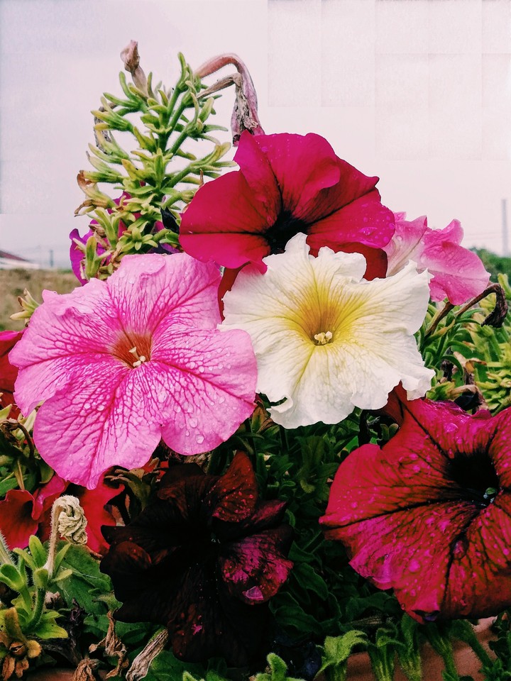 Beautiful flowers