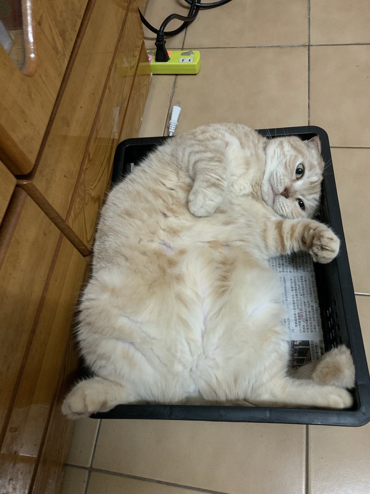 Cat 妮妮