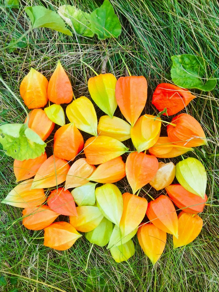 This image remind me a bright, fill with colors autumn.
