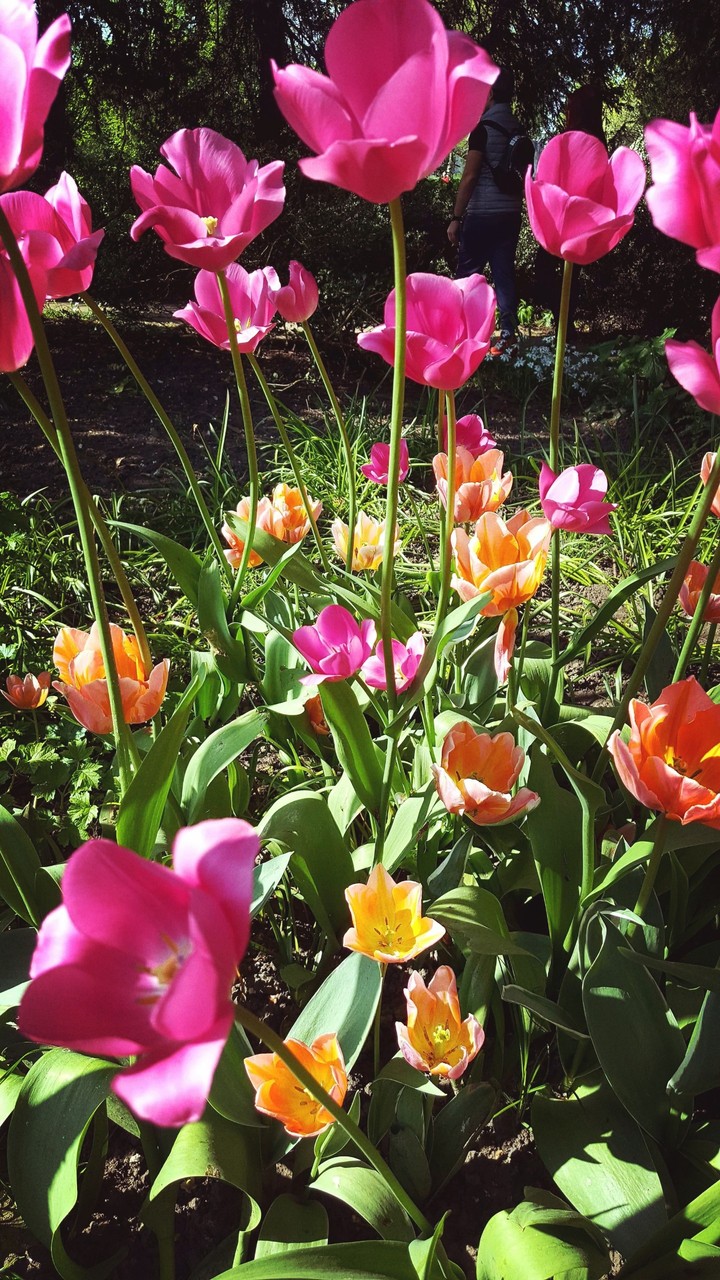 Powerful flowers.