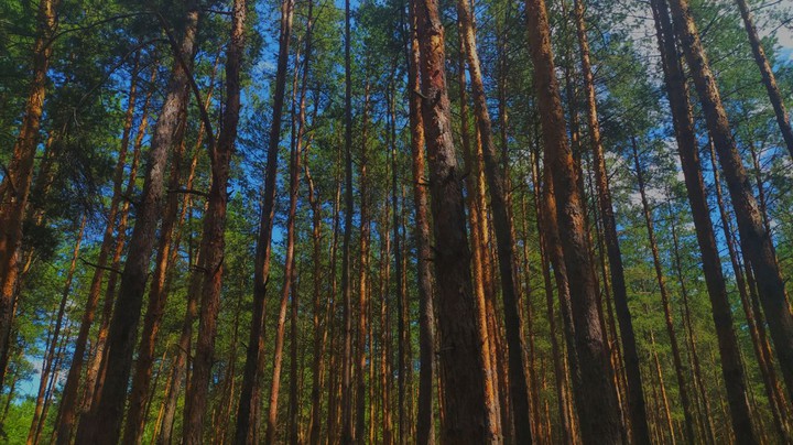 forest