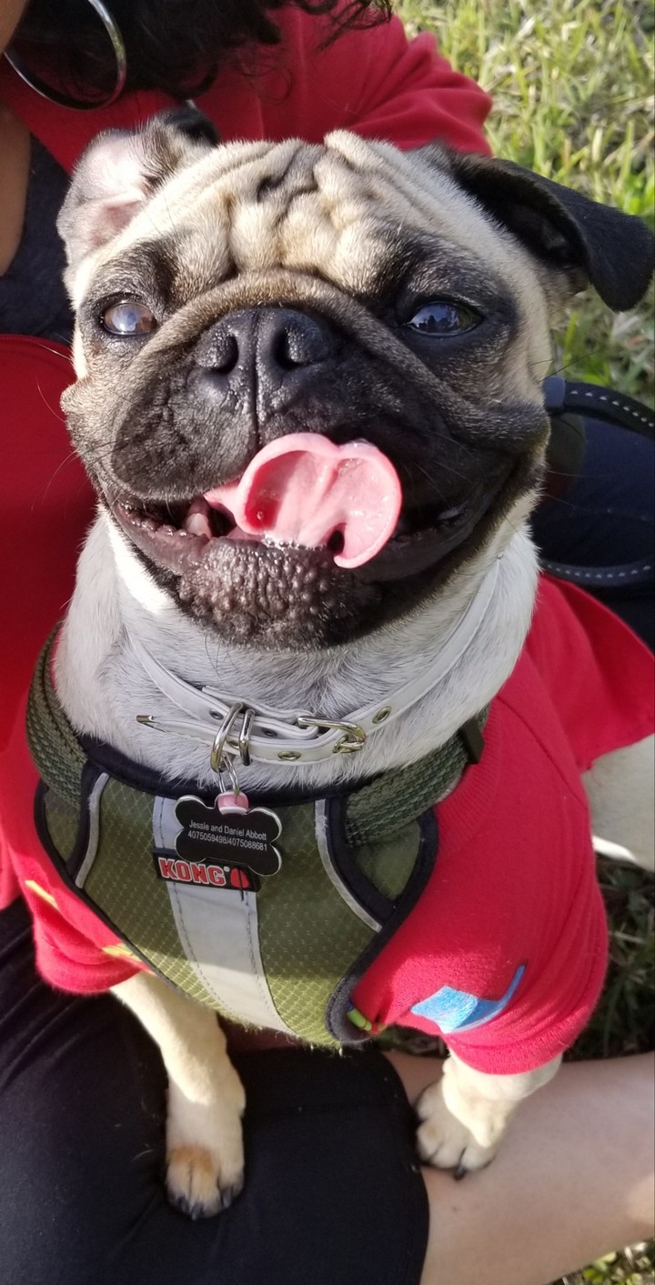 happy rico pug