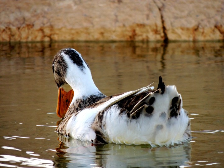 duck picture