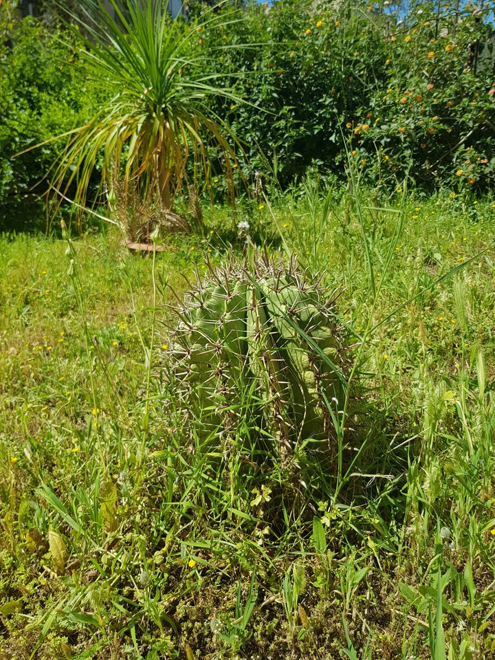 cactus