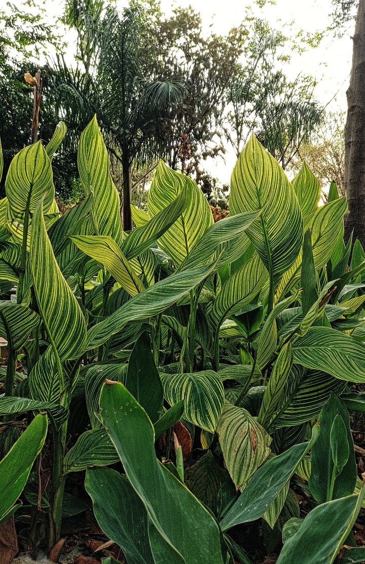 lemon green