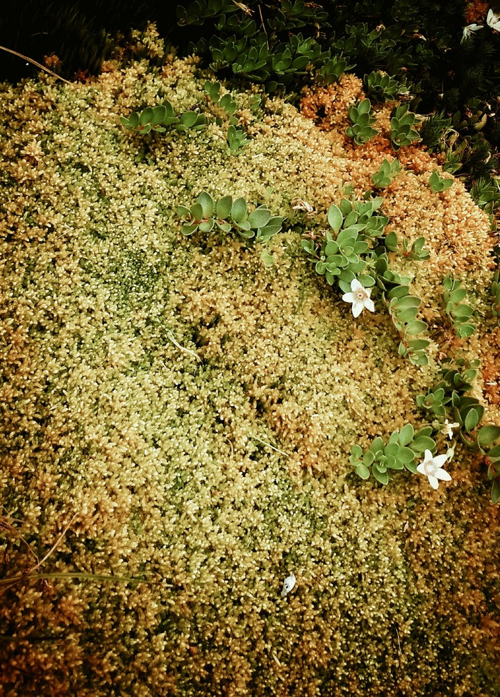 Florzinhas