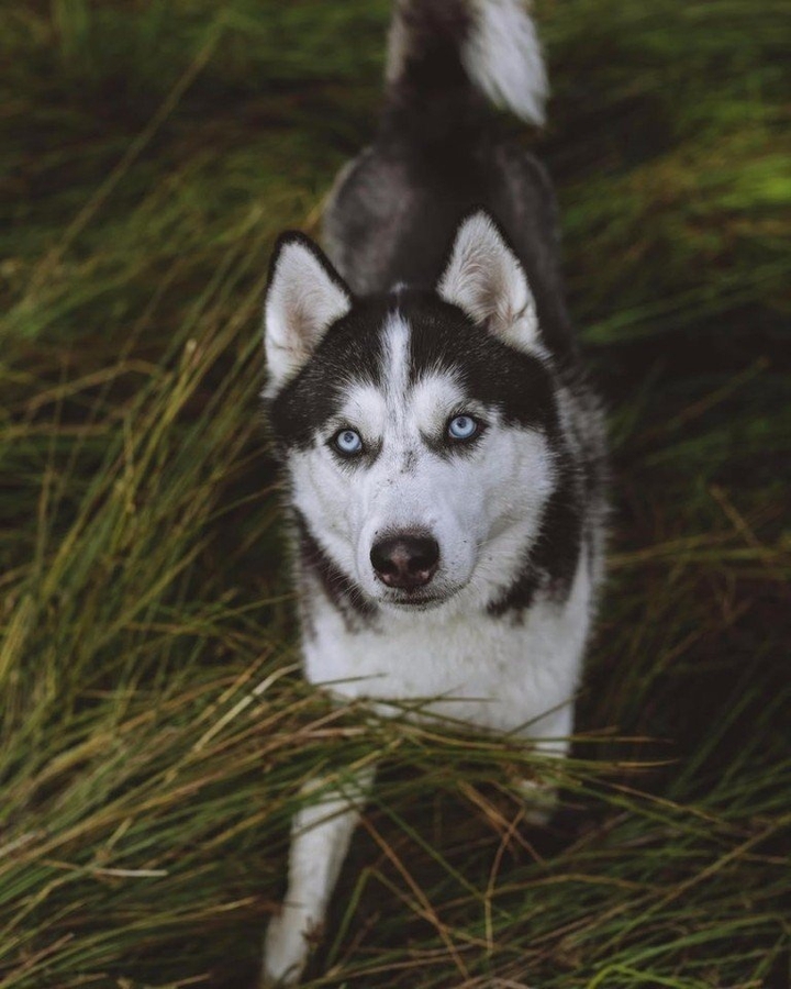 Husky