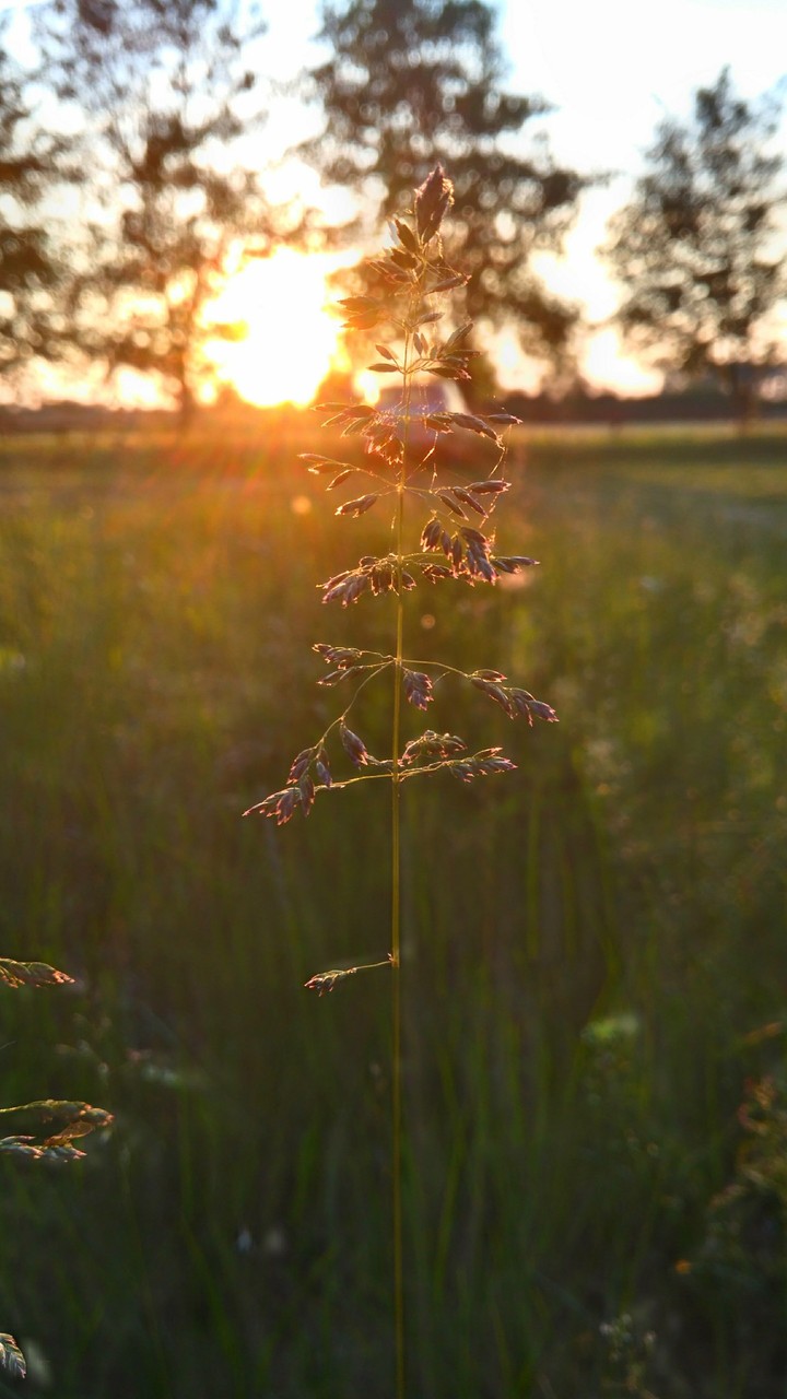 Amazing sun & grass !