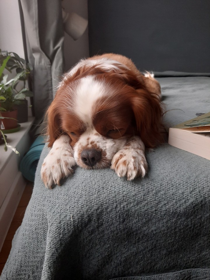 cavalier