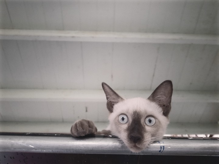 cat thanos