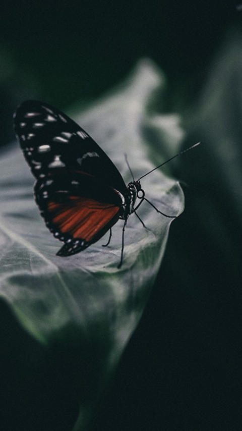 papillon