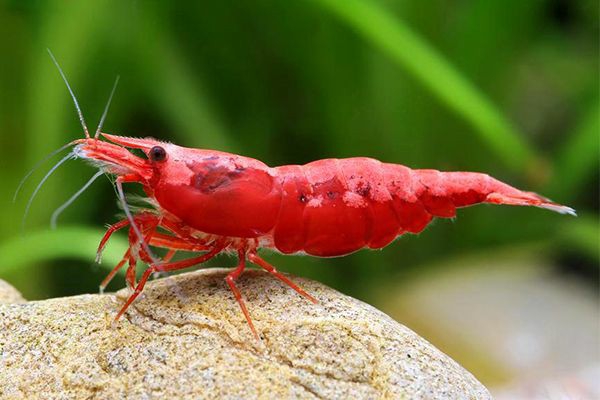 Red Shrimp