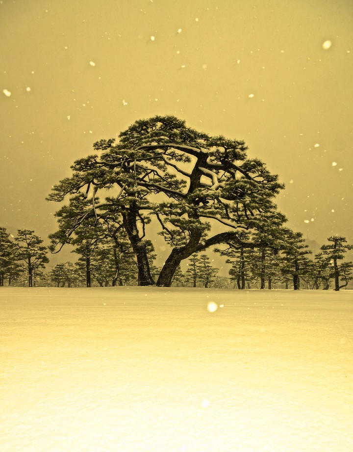 雪が降る