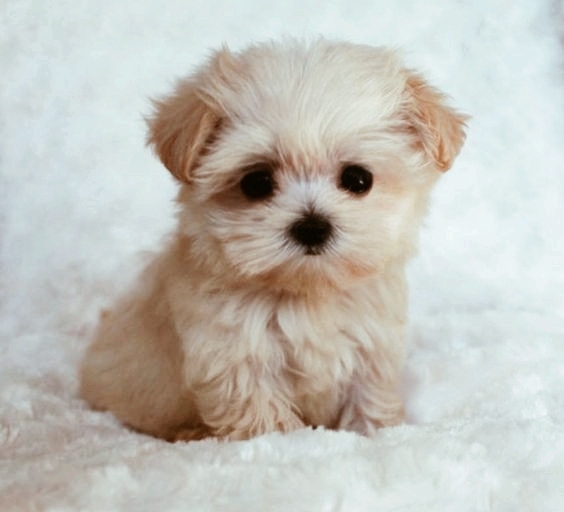 cutie