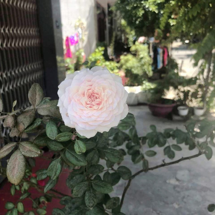 Rose