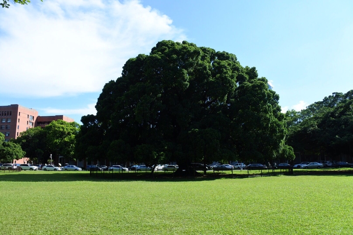 big tree