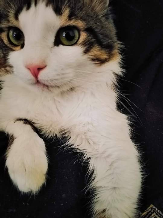 cat