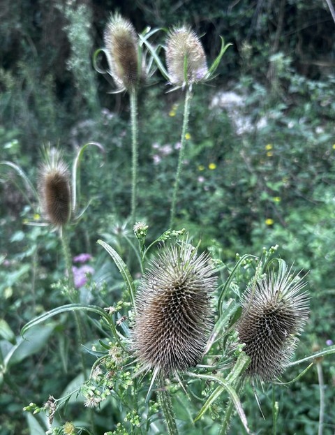 botany, teasel वॉलपेपर