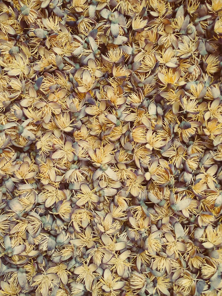 Small flowers