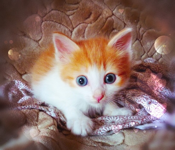 Котёнок