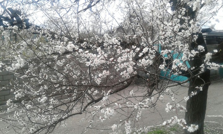 весна