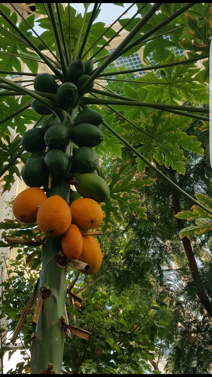 maturi