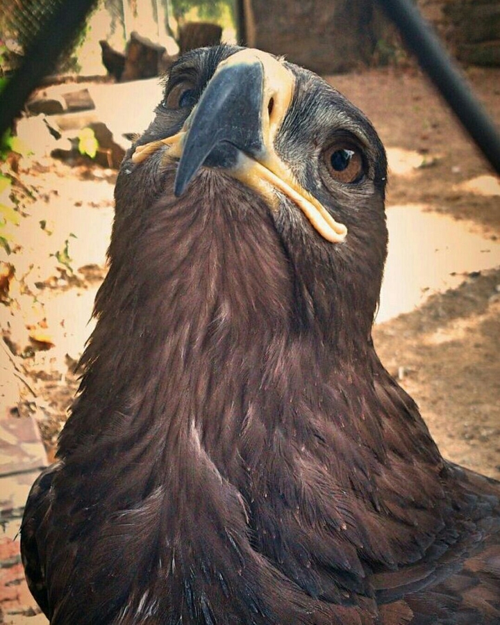 Eagle
