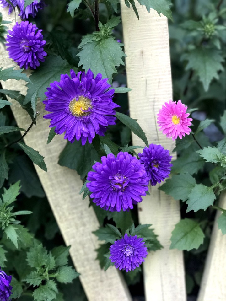 flowers