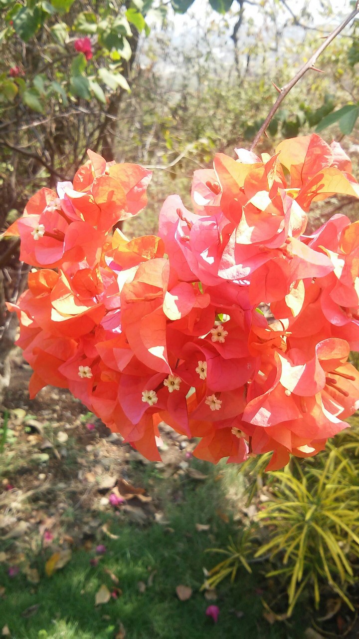 naturaleza