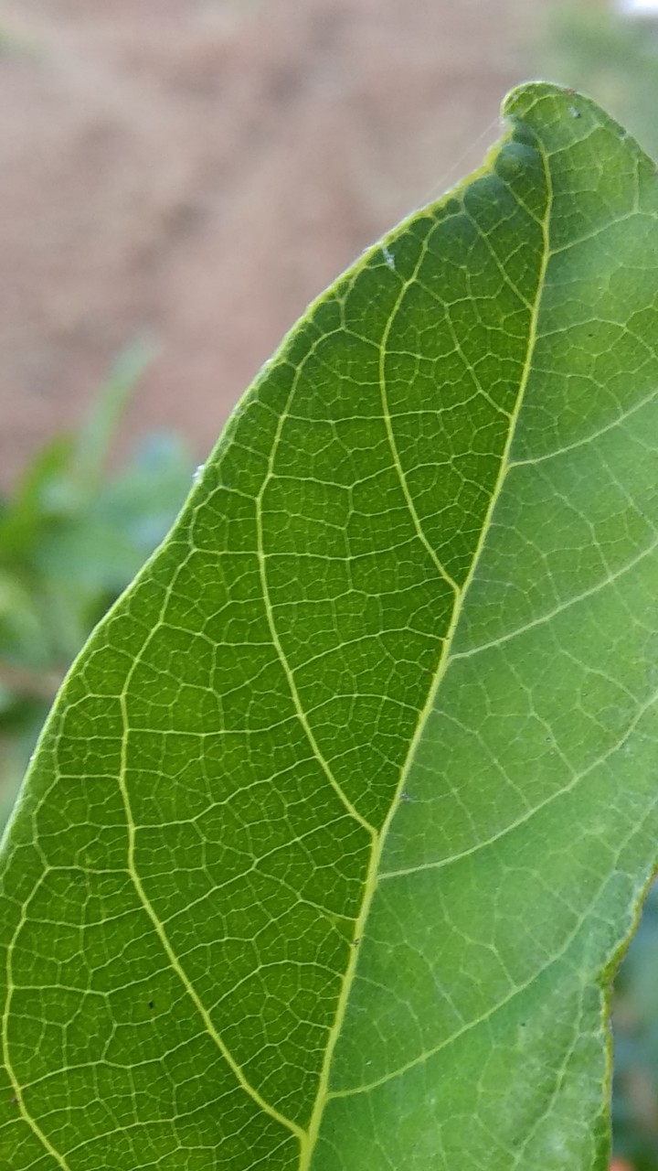 leaf wallpaper