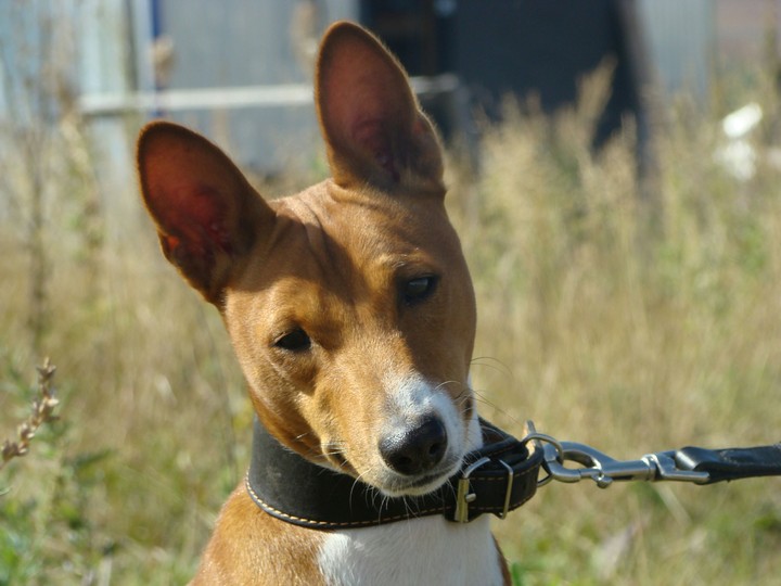 Basenji