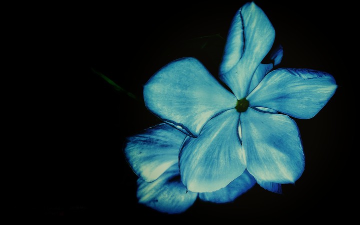 Periwinkle
