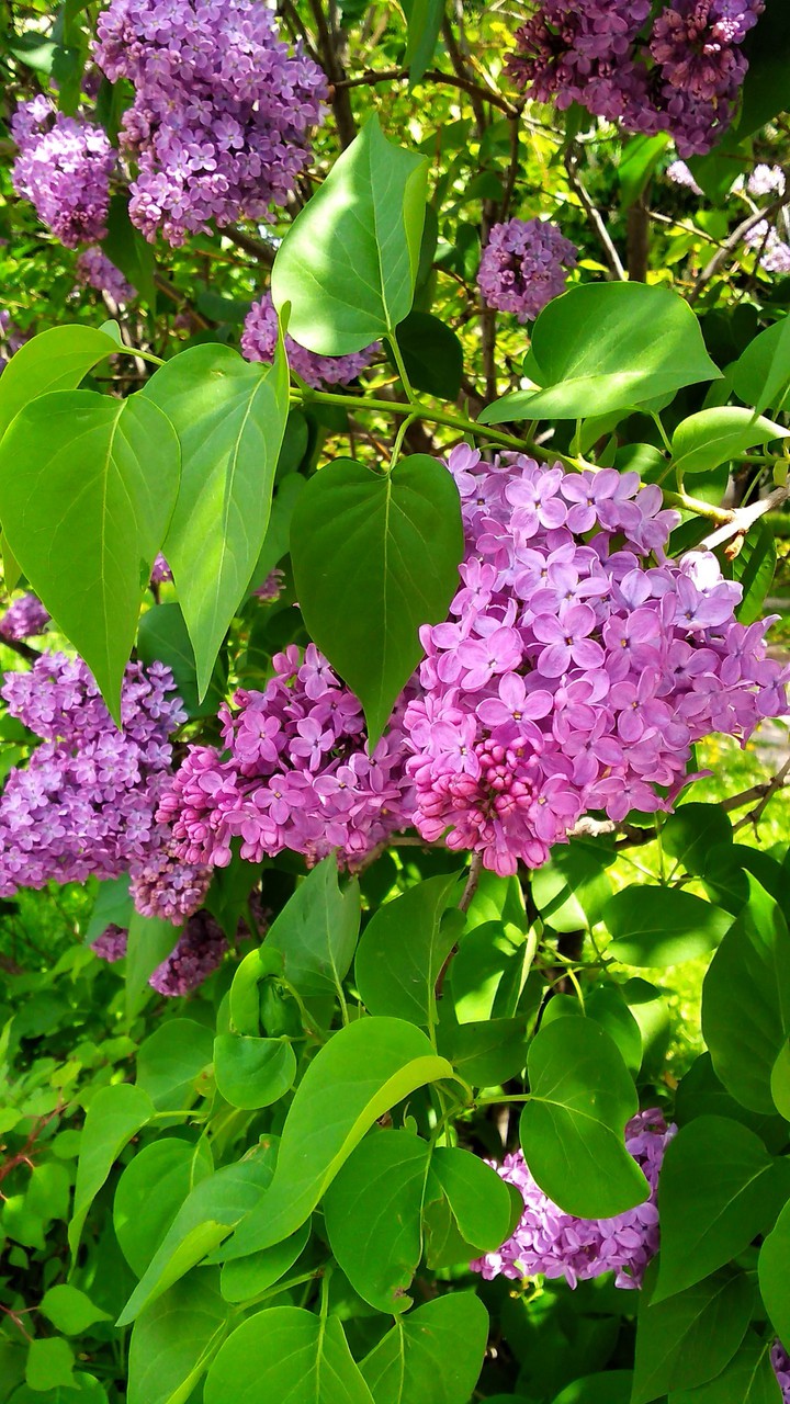 flore