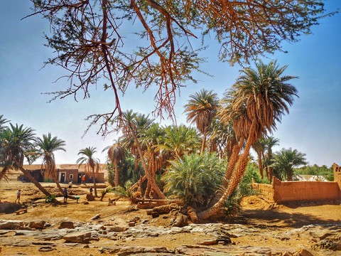 ταπετσαρίες palmtree, green