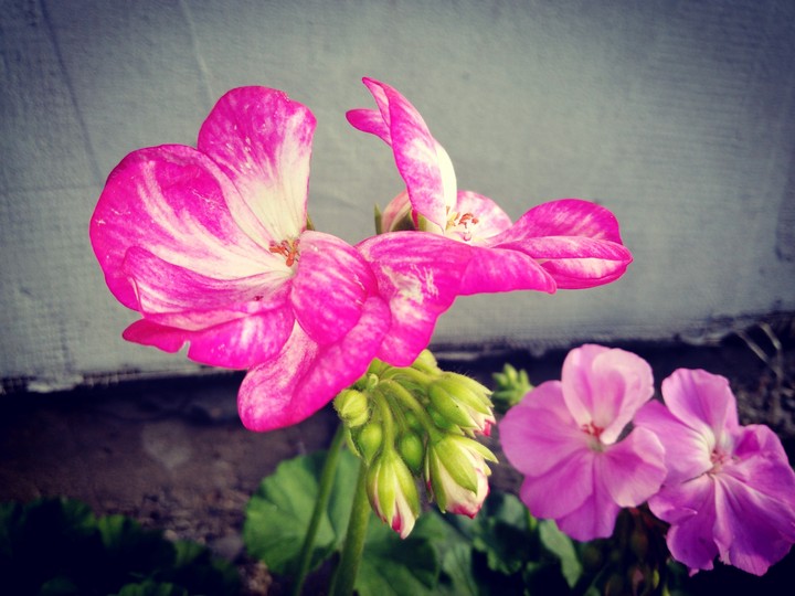 Pinkie flower