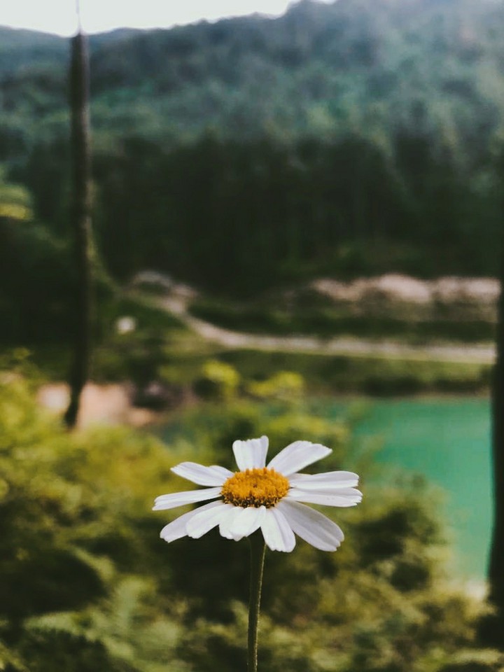 DAISY