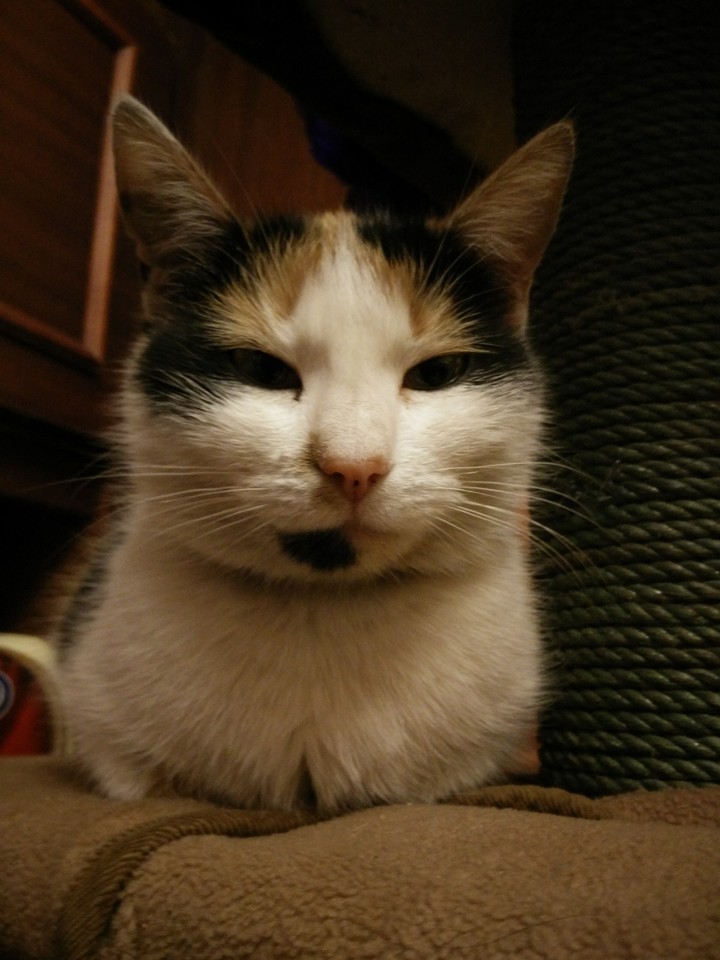 Kot