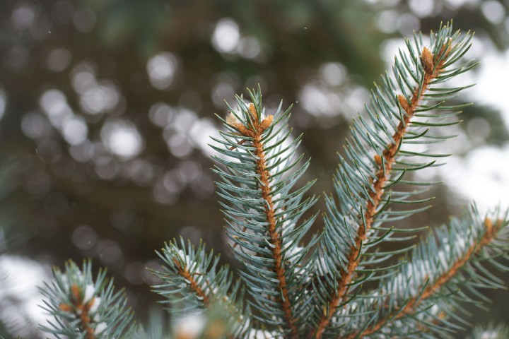 Wintery Pine