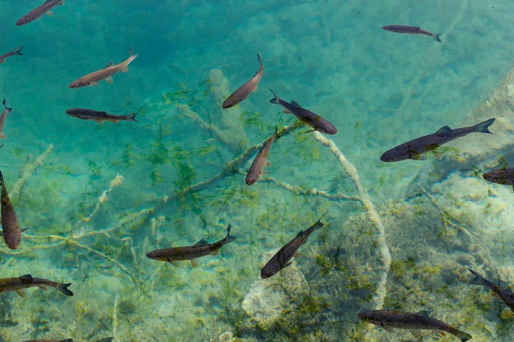 fish